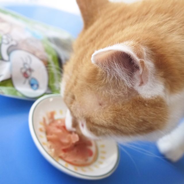 口コミ投稿：うちの美海さんが夢中で食べているのは、DHCの大人気ネコちゃん用おやつ「猫用 贅沢…