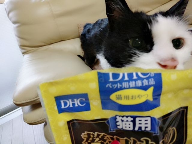 口コミ投稿：#DHC って猫のおやつもあったんだ！！！#DHCPET の#贅沢けずり をナナに与えてみたと…