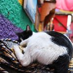 モロッコの猫ってば、人懐っこいんだ❤️🐈毛が綺麗に染まっておる。💕 #眉メイク #眉 #アイブロウ #平行眉 #タレ眉 #自然眉 #パケ買い #メイク動画 #コスメ動画 #コスメレビュー #キング…のInstagram画像