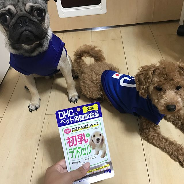 口コミ投稿：サプリオタク(*'ω'*)ラプハグにもDHC♡長生きしてね♡#DHC #DHCPET #初乳ラクトフェリ…