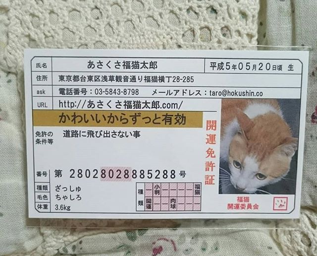 口コミ投稿：かわいい開運雑貨「あさくさ福猫太郎」の紹介です。あさくさ福猫太郎とは？浅香光代…