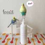 .ルル＆メル:消臭・除菌スプレー『サラモア』で、おうちの中がキレイになるぞ！ 🐥🐥😀🏠✨RURU&MERU:Con lo spray deodorante ed eradicazione のInstagram画像