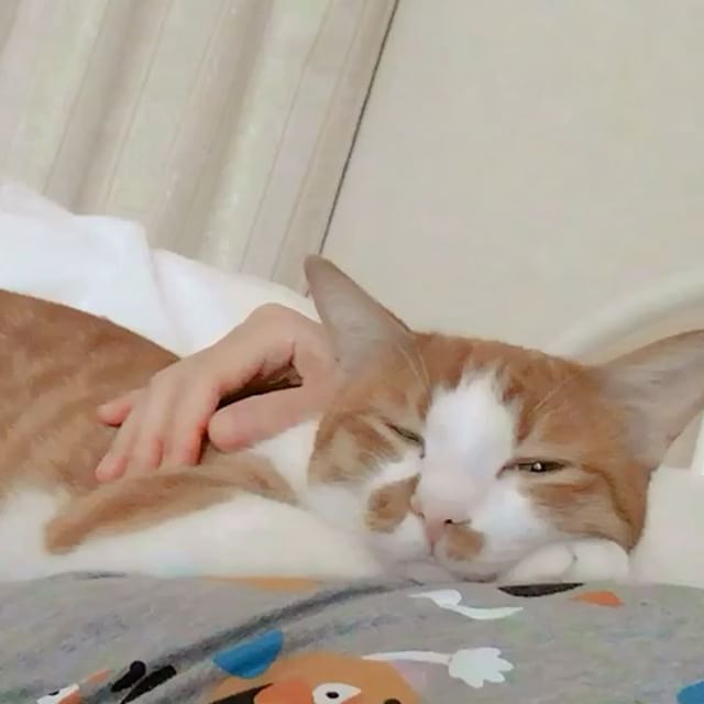 口コミ投稿：♡MY LOVE🐈❤️、みなさん久しぶりです。毎日暑いけど僕は元気です。少し前に突然脱走犬…