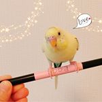 .※🐥メル、魔法の杖に乗っちゃったバージョン。(ルルは怖くて乗れませんでした🐥💦).ルル&メル:魔法の杖で、ママの目が可愛くなるぞ！🐥🐥😉✨RURU&MERU:Magical stic…のInstagram画像