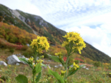 紅葉した山と秋空