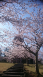 春に撮った桜です。