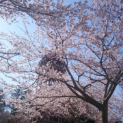 春に撮った桜です。