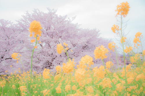 埼玉の有名な桜ですの画像（1枚目）