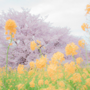 「埼玉の有名な桜です」【10名様】プルプルリップモニター＆インスタ画像投稿キャンペーン♪の投稿画像