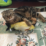魚を手にして恍惚とした表情の猫