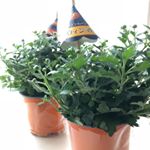 ハロウィンの時期に咲くお花ハロウィンマム。.🎃ゴールデンムーン（イエロー）🎃ジャックオーランタン（オレンジ）.ハロウィンに向けてお花が咲くのが楽しみ♪.咲いたらまたお写…のInstagram画像