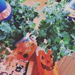ハロウィンの時期に咲くキレイなお花をゲット！ハロウィンマム初めて咲かせてみます✨今日は雨だったから室内に置いたけど晴れたら玄関に飾ってキレイな黄色とオレンジの花を咲…のInstagram画像