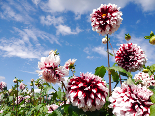 花も団子もの画像（2枚目）