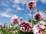 「花も団子も」の画像（2枚目）