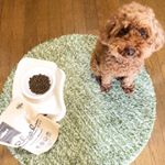 愛犬のご飯💓#犬 #トイプ #トイプー #トイプードル #犬のご飯#fanimal #ファニマル #リズム #リズムヘルシーウェイト #monipla #fanimal_fanのInstagram画像