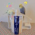 .【※メルも使いたいぞバージョン🐥】ルル&メル:ママはお豆腐で顔を洗うんだって！🐥🐥😊RURU&MERU:Mamma si lava la faccia con il tofu!RUR…のInstagram画像