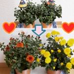 【ハロウィンマム】今日はハロウィン！！みなさん何して過ごしますか？私はハロウィン前からせっせとお花育ててました(ﾟ∀ﾟ)ハロウィンマムシリーズのお花で、それぞれ・ゴール…のInstagram画像