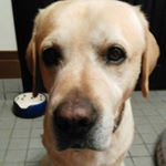 老犬そらっぴ♡今日はとっても美味しかったよ！完食なんて久しぶり\(´ω` )/♬お姉ちゃんもママも嬉しいぞ！#fanima #ファニマル #リズムウェイトコントロール #monipla…のInstagram画像