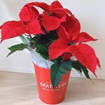 Hakusanさまより😍💕真っ赤な葉っぱが可愛らしいポインセチアが届いたよ😍🎅🎄鮮やかな赤に心が躍る♫.吸水、保水に優れた特殊なウレタン「アクアセル」が鉢の底にセットされていて…のInstagram画像