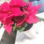 ..クリスマスにぴったりのお花❀❀ポインセチア❀お試しさせていただきます❤.この花鉢は植物用に開発された吸水、保水の優れる特殊なウレタン「アクアセル」が鉢の底にセットされて…のInstagram画像