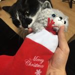 皆さん～あかねでーーす❗️今日はね～@marychocolate.jp様から頂いた[ブーティーキトゥン]猫とチョコレートでクリスマス気分満点になったので、🍫💓みんなにもぜひクリスマス気分に…のInstagram画像