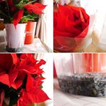 #サクシア #植物長持ちサポート #monipla #hakusan_fan #ポインセチア #クリスマス #クリスマスフラワーのInstagram画像