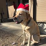 大型犬ですが穏やかな性格に老犬になってきたこともありされるがままにサンタクロースになりました。よく食べてくれて、このまま少しプニッたお肉が減ってくれたら嬉しいです♡#リズムヘルシーウェイト…のInstagram画像