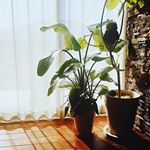 --------------------------------.昨日からパパさんがお休みに入ったので、大掃除🧼🧽🧹..カーテンやソファーを丸洗いしてスッキリ✧˖°…のInstagram画像