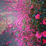 フラワーロードが、この先も続きみんなが、笑いあいながら歩いて行けますように。#愛の木に願いを #メリーチョコレート #monipla #mary_fanのInstagram画像