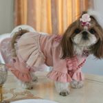 ちゃっちゃん🐶❤初めてのパンツルック👖🐶❤😃🎶なんか面白くて笑ってしまう😂💕💕またテーブルに乗っちゃった🐶⤴😂😅💦💦💦 これはcircuscircusのブランド❤ぺこちゃんもこちゃんママ👩に先…のInstagram画像