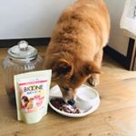 16歳のおばあちゃんですが、まだまだ走りたがりの元気です。バイオワンの関節サポートは、ぺろぺろ舐めて興味を示していました。長期モニターとして体調変化に注目していきます！#バイオワン #BIOONE…のInstagram画像
