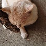 ペット用アガリクス。元々はのら猫だったネコちゃん。実家でご飯をもらって満足のよう。アガリクスをあげてみたところ、粒のまんまでは食べなかったので、餌に混ぜてみることに。混…のInstagram画像