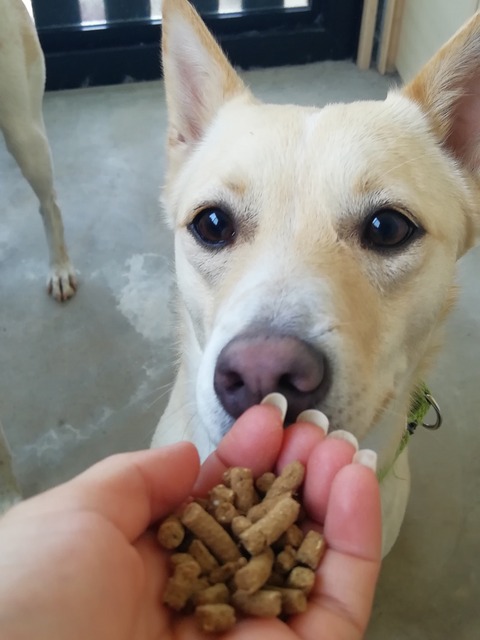 口コミ：【犬のこと】ドッグフード無添加安心本舗の「無添加ドッグフード」の画像（5枚目）