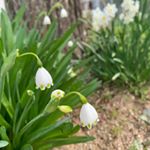 .#白い花が好き#スノーフレーク. 見かけるたびに癒されてます3枚目からは最近お試しさせていただいたBotaVita のクレンジングバター＾＾.保湿オイルとボタニカル成分配…のInstagram画像