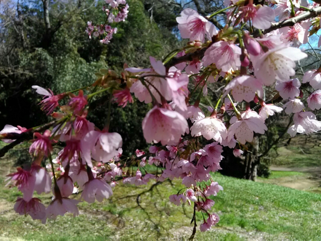 口コミ：【モニター】桜の花弁当でお花見♪の画像（3枚目）