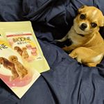 関節サポート当選させて頂きました！飛び跳ねるぴーすけの関節守らねば😁#バイオワン #BIOONE #関節サポート #いぬねこさぷり #inunekosapuli #monipla #inuneko…のInstagram画像