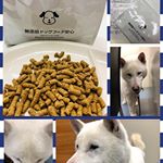 無添加ドックフードをアトピーがある勇ちゃんに。勇ちゃんは勇ましいが名前の由来で、紀州犬です。猟犬ですが、お父さんと間違えられることがあり危険⚠️仔犬の頃には子猫を狩り、足元に吠え付いてきた…のInstagram画像