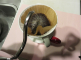 「使いやすさ考えたコーヒーポット」の画像
