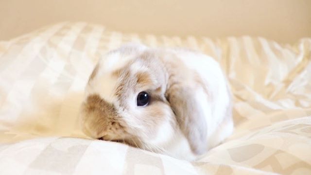 口コミ投稿：..･:*+..ベッドで楽しそうなひまわり坊や🛏今日は昨晩作ったオレオココアスコーンを朝…