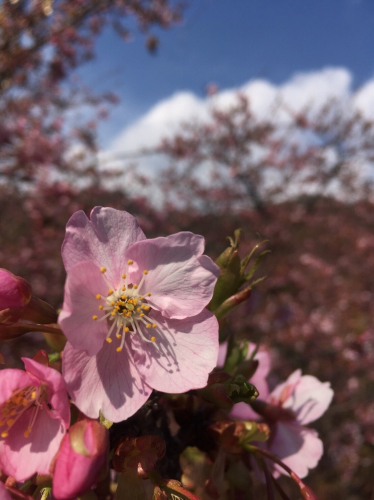 毎年咲く美しい桜の画像（1枚目）