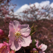 毎年咲く美しい桜