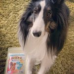バイオワン毛づやサポート✨愛犬の皮膚・被毛・おなかの健康 の為のサポートをしてくれる嬉しい商品✨ 乳酸菌（フェカリス菌FK-23）、大豆ポリアミン、コラーゲン、熟成酵素配合の顆粒タイプで毎日の…のInstagram画像