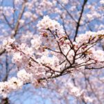 ..ポカポカ陽気だった昨日はお花見に行って来ました🌸毎年行く河川敷はまだ五分咲きくらいだったけどお弁当を食べたり、BBQをしたり春を満喫してきましたよ〜😊✨桜の淡い色って本…のInstagram画像