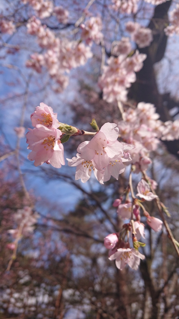 口コミ：食卓で春を楽しむ「桜の塩」の画像（1枚目）