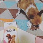 投稿2回目当選後サプリ入り食べてます♡(^^)#バイオワン #BIOONE #関節サポート #いぬねこさぷり #inunekosapuli #monipla #inunekosapuli_fanのInstagram画像