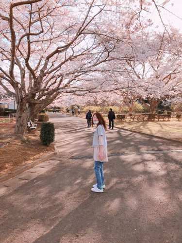 桜の季節の画像（1枚目）