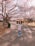 「桜の季節」の画像（1枚目）