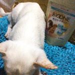 #株式会社日本生物科学研究所 から#バイオワン毛づやサポート ☆こちら続けています❣️ #愛犬 の#皮膚・#被毛・#おなかの健康 に♪#乳酸菌（#フェカリス菌 FK-23）、大豆ポリアミン…のInstagram画像