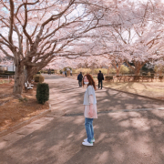 桜の季節