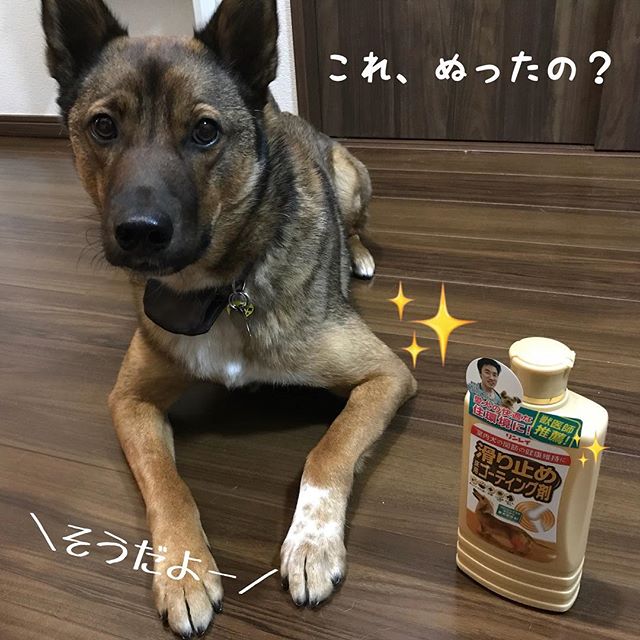 室内犬のための 滑り止め床用コーティング剤のクチコミ 口コミ 商品レビュー リンレイファンサイト モニプラ ファンブログ